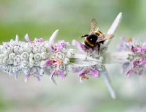 bee on white and pink flower in closeup photography thumbnail