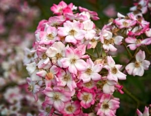 pink and white petaled flowers thumbnail