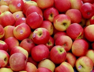 photo of apple fruits during daytime thumbnail