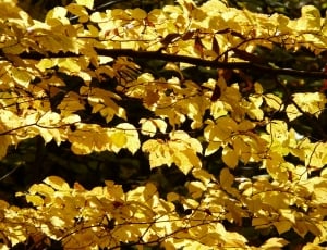 close up photo of yellow leaves tree thumbnail