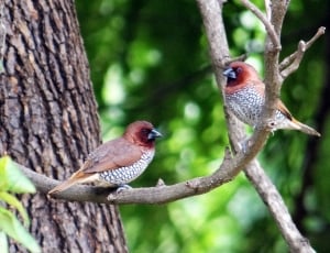 2 red gray and brown birds thumbnail