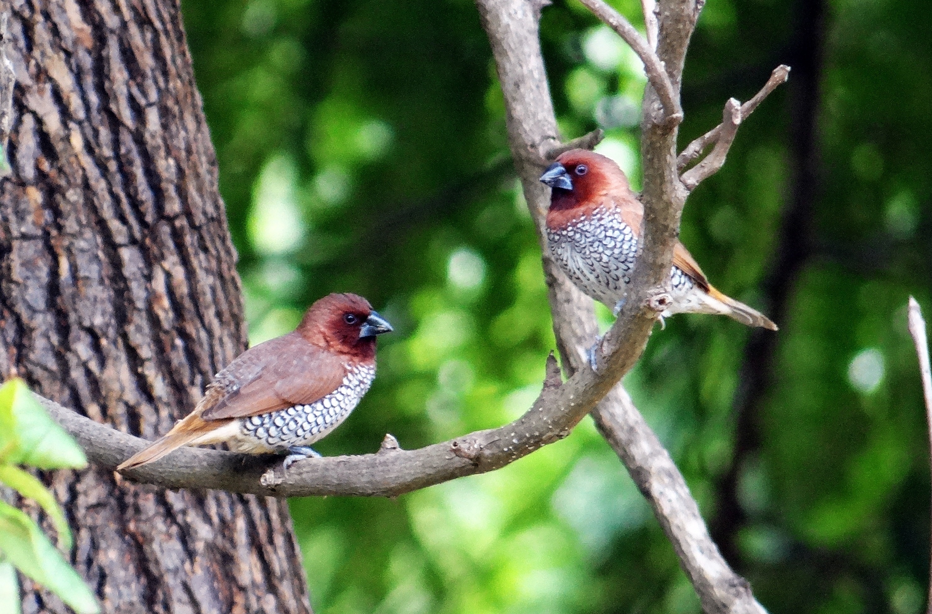 2 red gray and brown birds