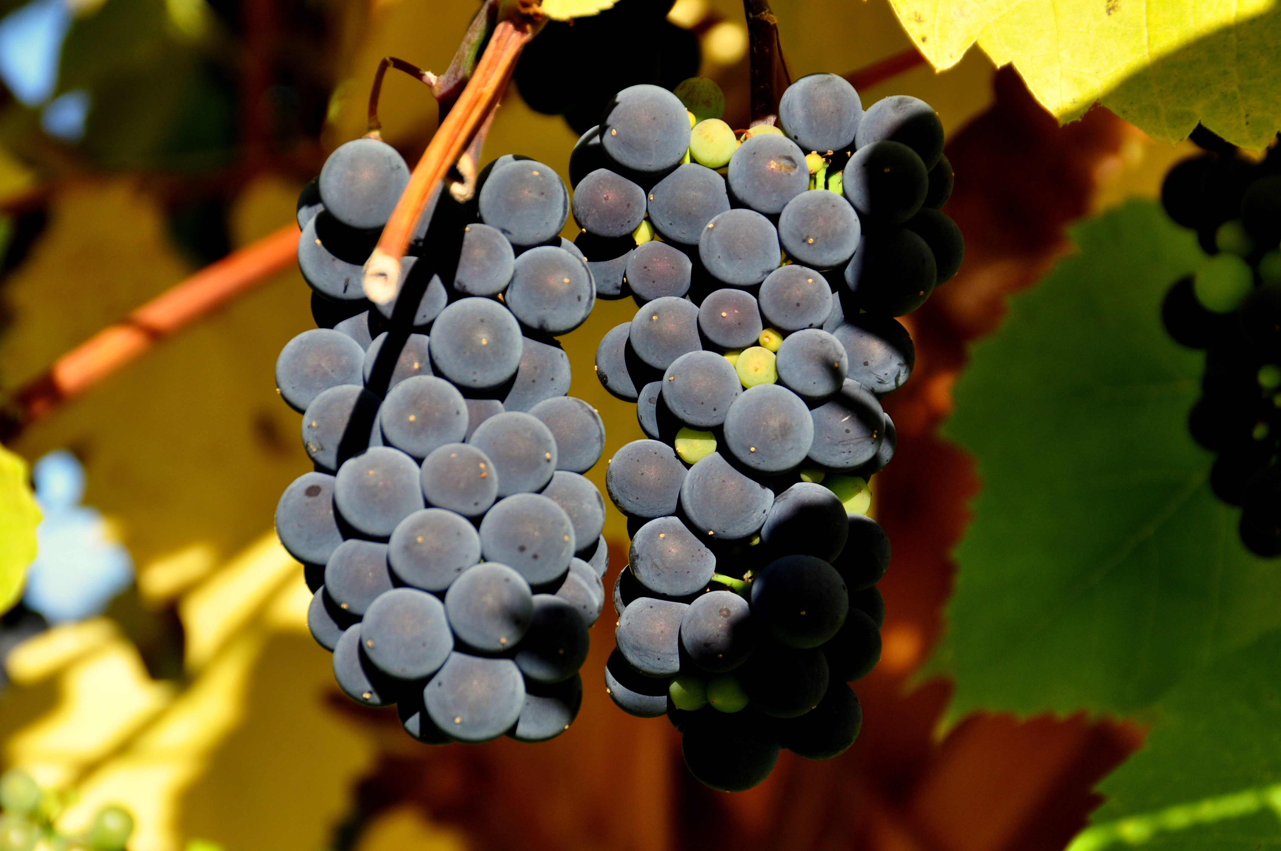 Виноград для вина купить. Шираз сорт винограда. Темпранильо сорт винограда. Шираз сорт винограда Австралия.