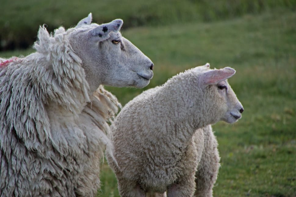 two white llama preview