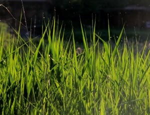 green narrow grass thumbnail