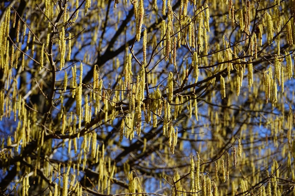 Common Hazel, Inflorescences, day, no people preview