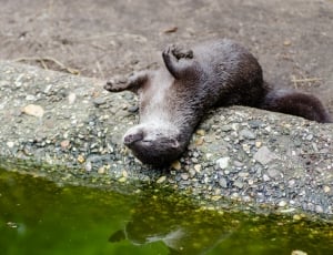 Oriental small-clawed otter thumbnail