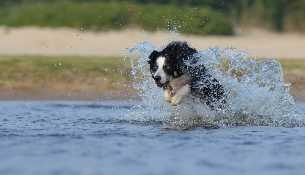 Jump, Border Collie, Water, dog, one animal preview