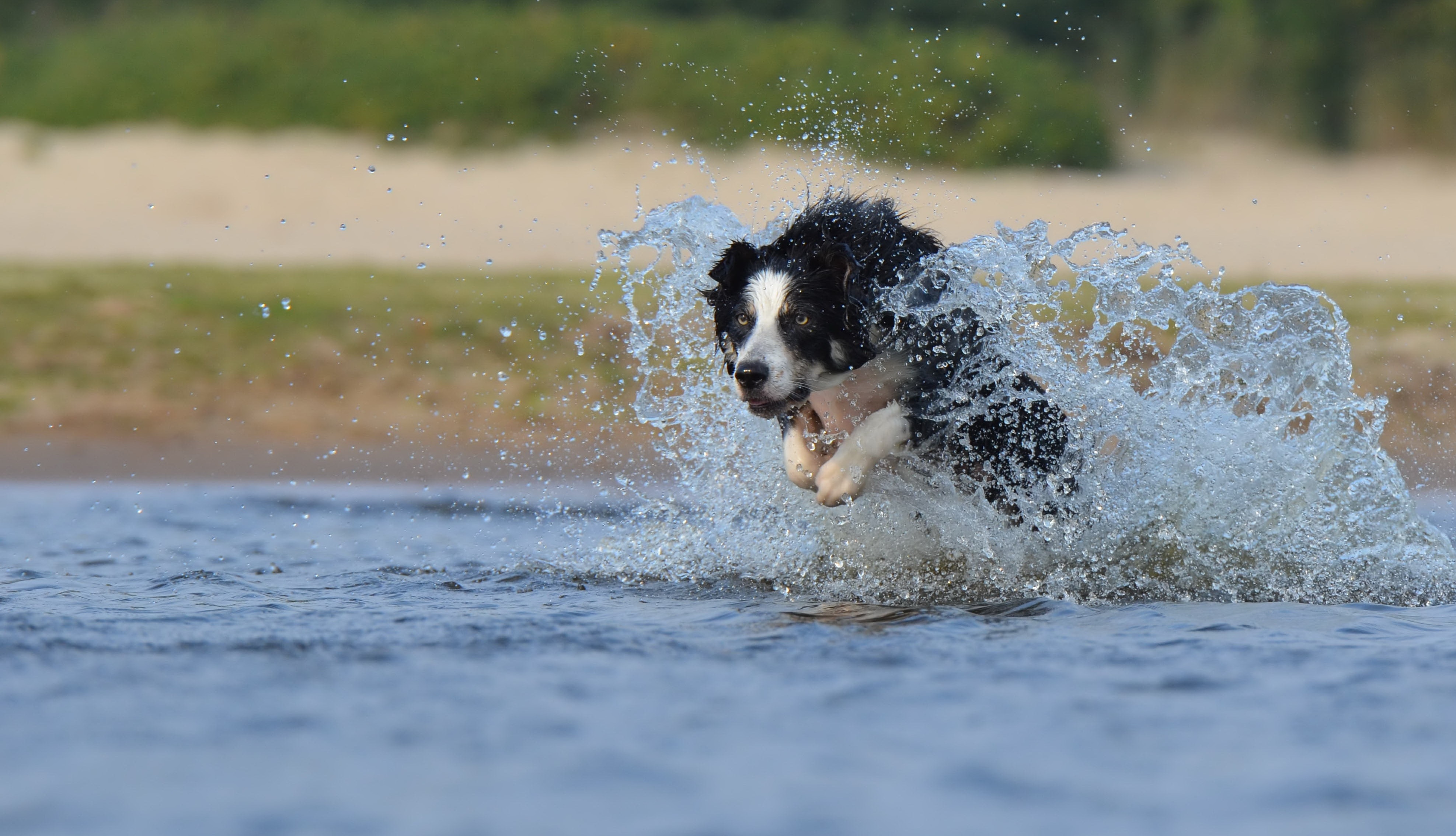 Jump, Border Collie, Water, dog, one animal