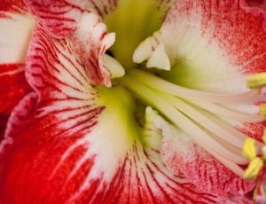 Amaryllis, Bloom, Red, Blossom, Flower, flower, freshness thumbnail