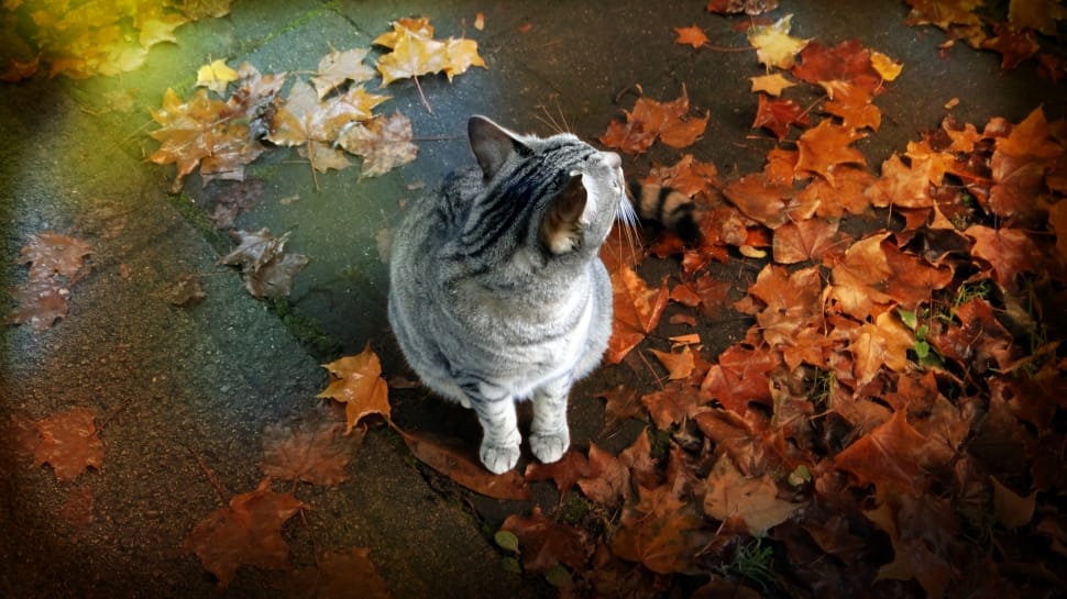 silver tabby cat on brown wooden surface surrounded by maple leaves preview