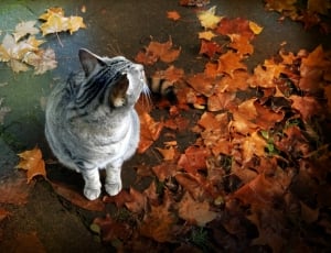 silver tabby cat on brown wooden surface surrounded by maple leaves thumbnail