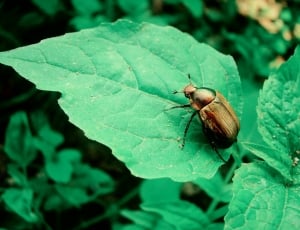 bug on green leaf thumbnail