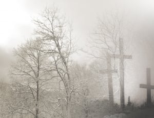 bared forest tree covered white fog thumbnail