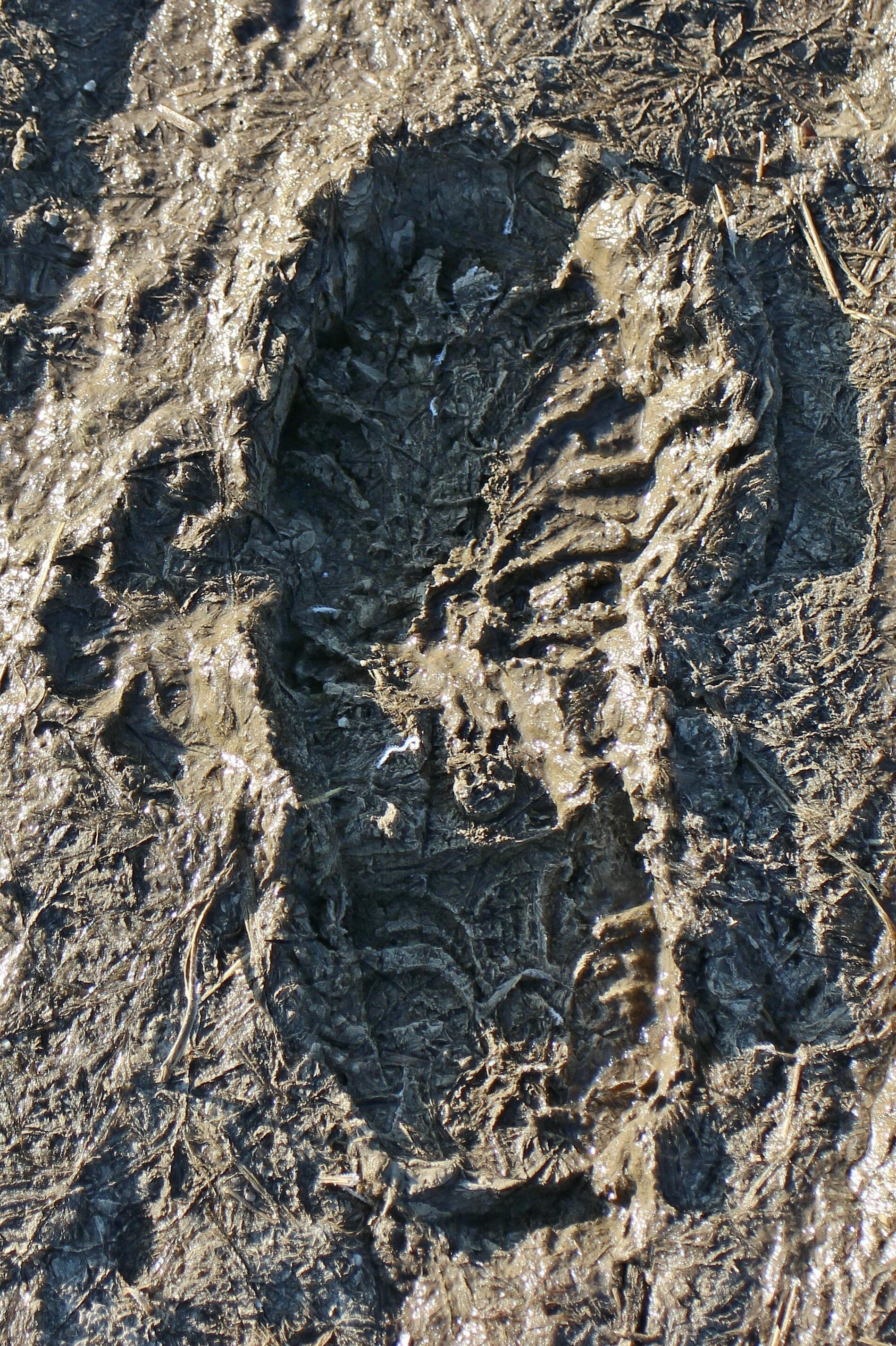 footprint on mud