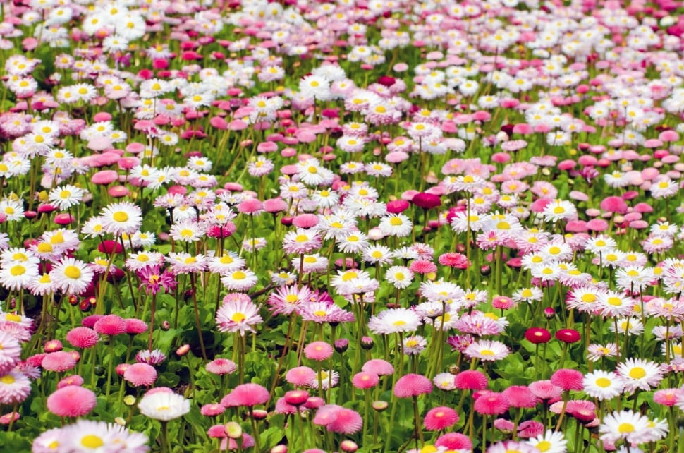 white daisy flowers and pink flowers preview