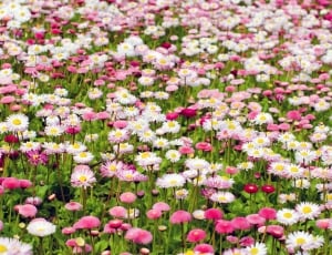 white daisy flowers and pink flowers thumbnail