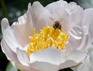 white cluster petal flower and bee thumbnail