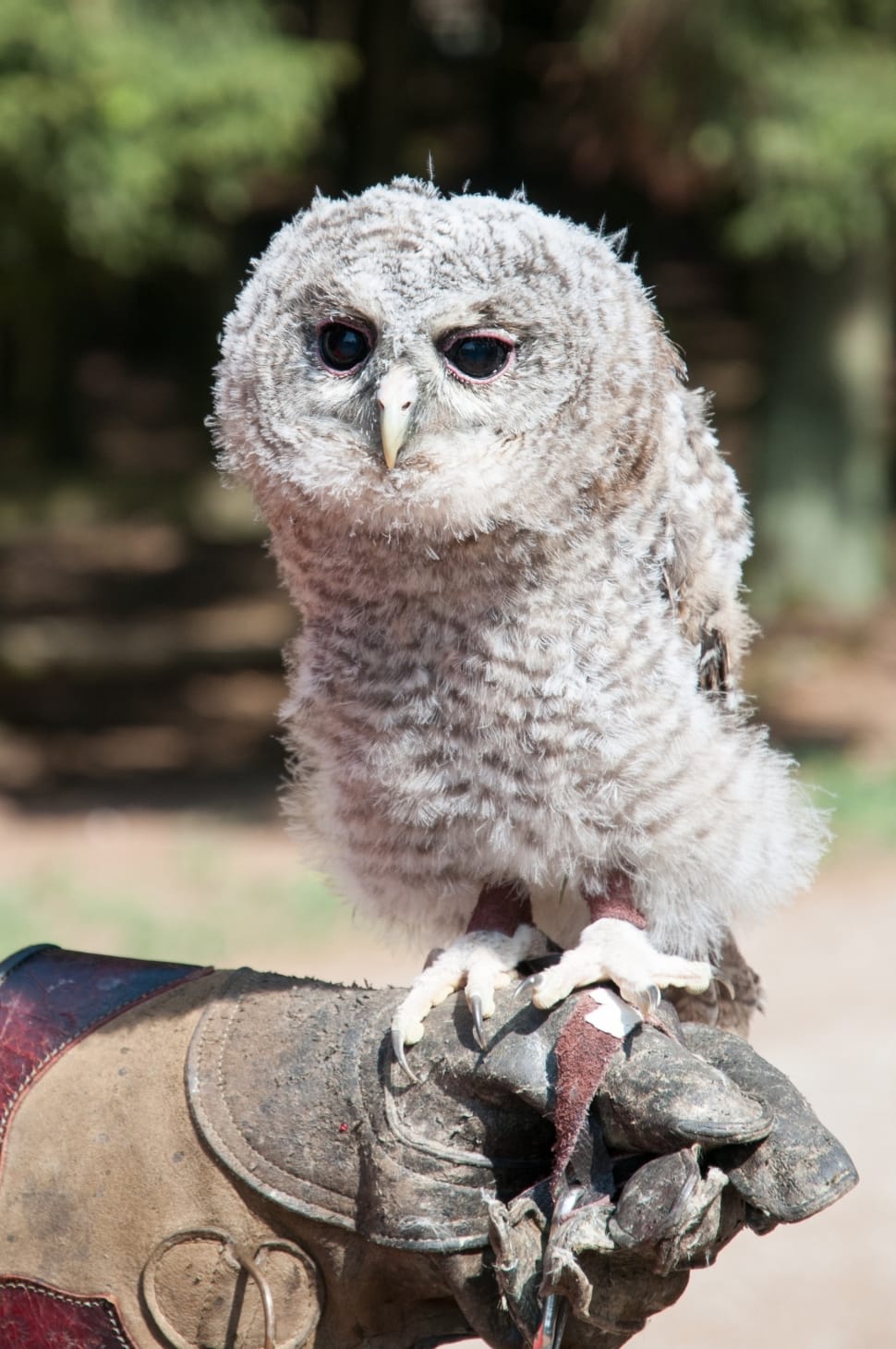 white owl on person's hand closeup photography preview