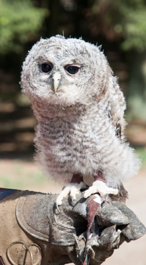 white owl on person's hand closeup photography thumbnail