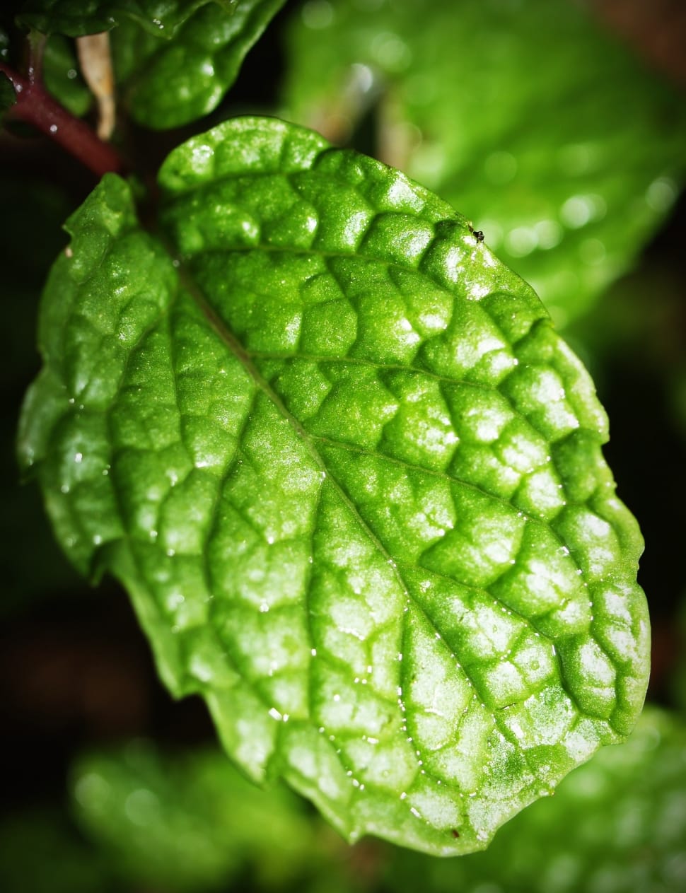 selective focus photography of green leaf preview