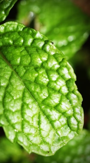 selective focus photography of green leaf thumbnail