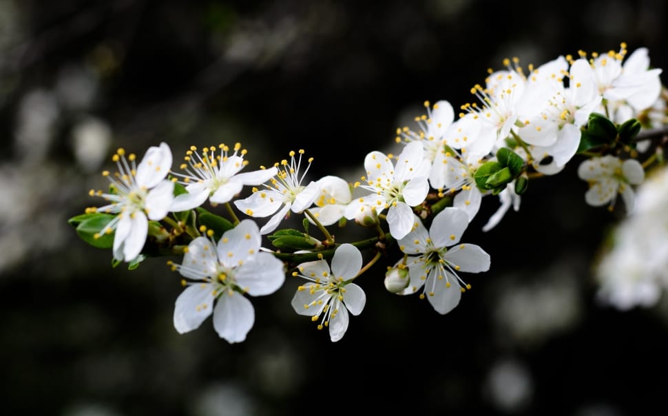 Plant, Blossom, Flower, Blooming, Spring, flower, white color preview