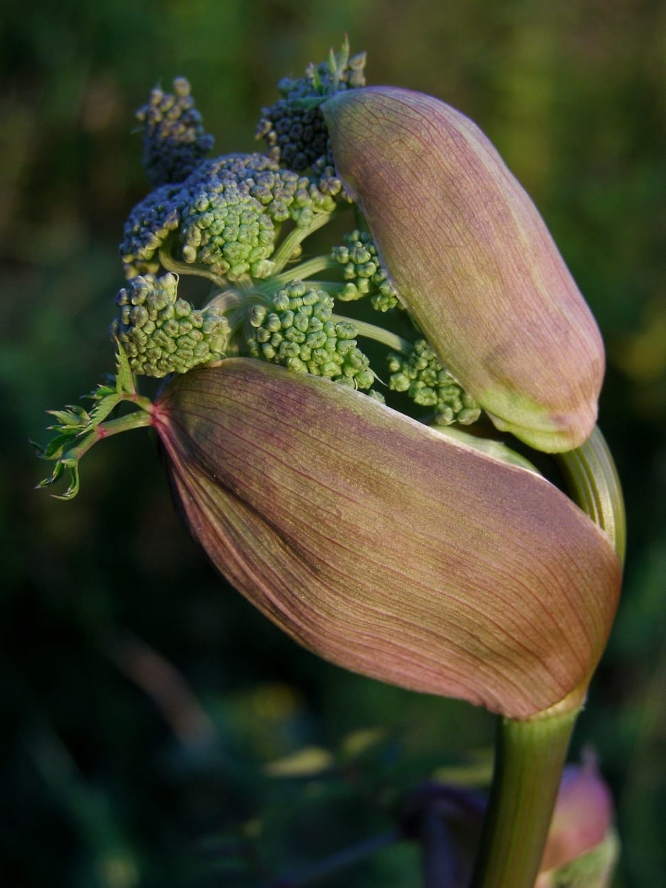 Angelica Sylvestris, Herb, food and drink, vegetable preview