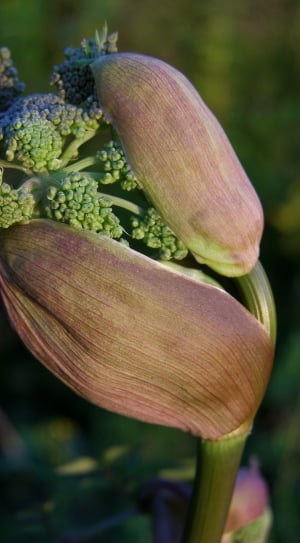 Angelica Sylvestris, Herb, food and drink, vegetable thumbnail