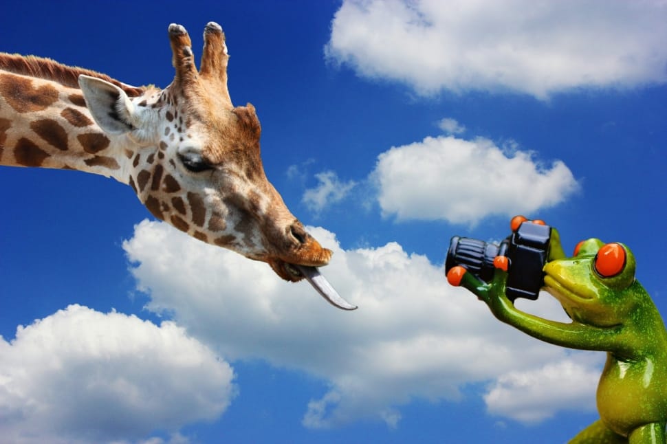 frog taking a photo of giraffe preview