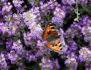 purple petaled flower with brown and black butterfly thumbnail