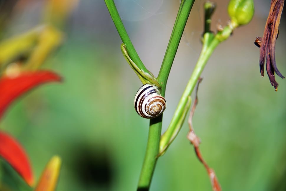 white brown and black snail preview