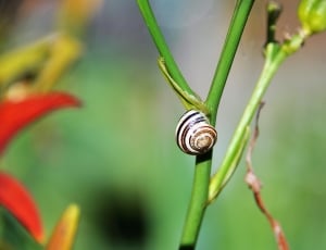 white brown and black snail thumbnail