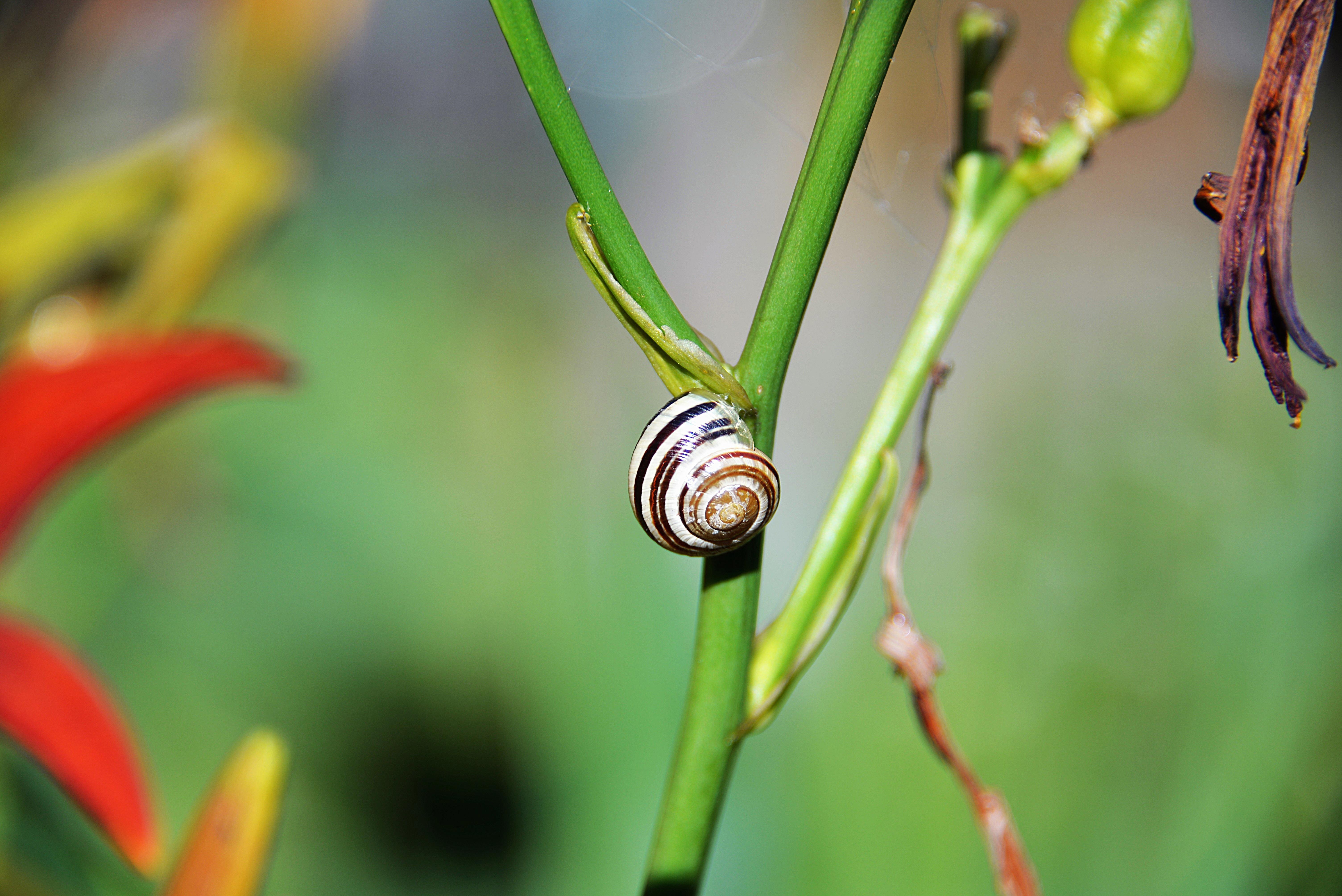 white brown and black snail