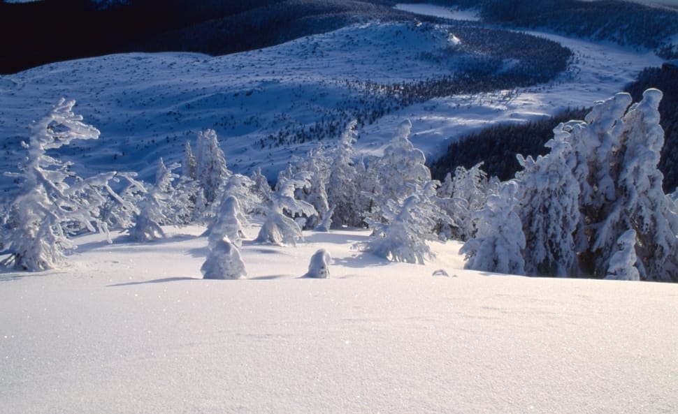 white covered pine trees preview