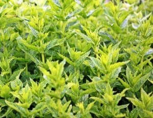 green leafed plants thumbnail