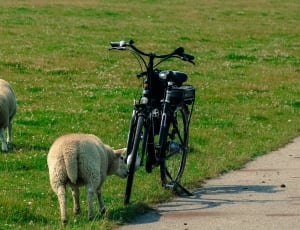 black bicycle and 2 sheeps thumbnail