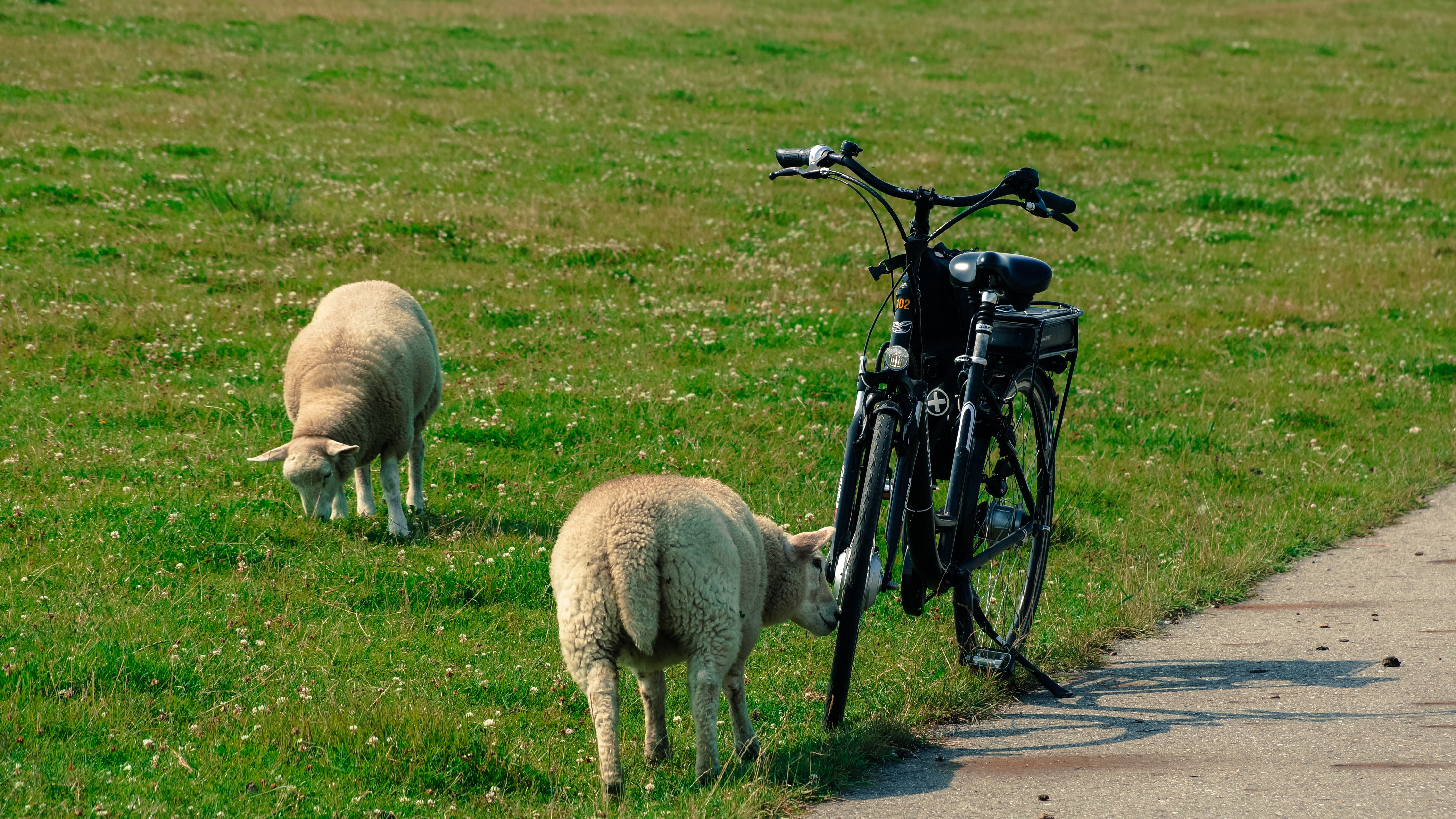 black bicycle and 2 sheeps
