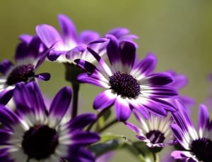 White, Flowers, Bouquet, Macro, Spring, flower, purple thumbnail