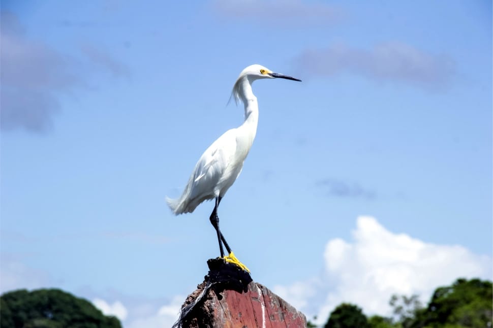 white flamingo preview