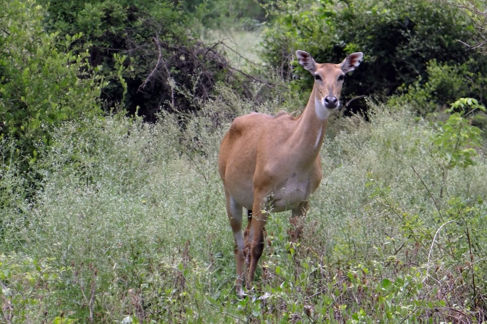 Antelope, Nilgai, animal wildlife, one animal preview