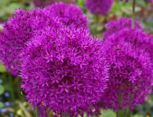 Bloom, Blossom, Leek, Ornamental Onion, flower, purple thumbnail