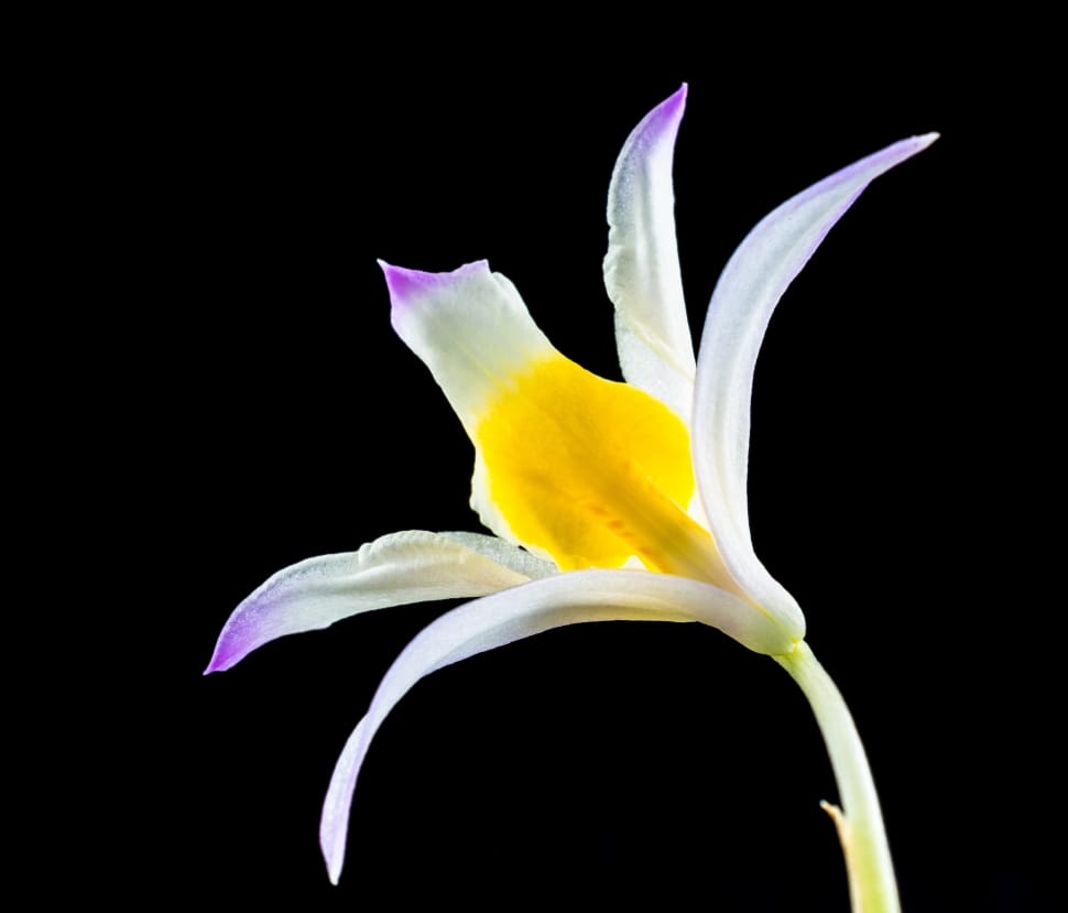 Wild Orchid, Orchid, Flower, Blossom, black background, yellow preview