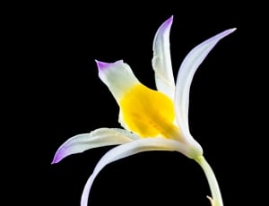 Wild Orchid, Orchid, Flower, Blossom, black background, yellow thumbnail