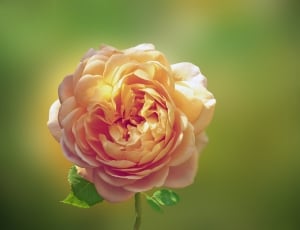 close up photo of miniature rose thumbnail