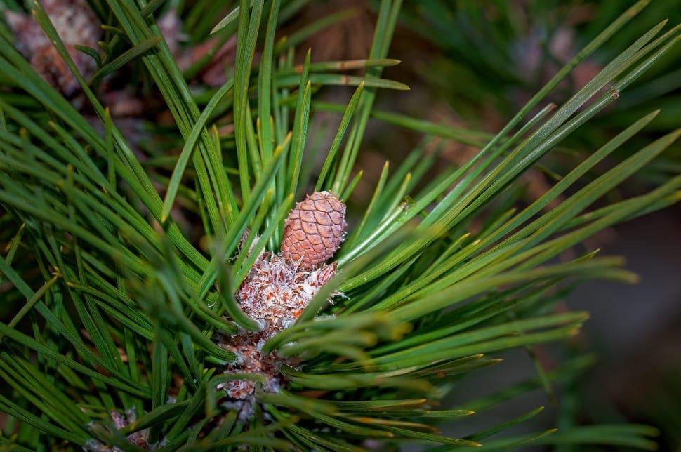 pine cone preview