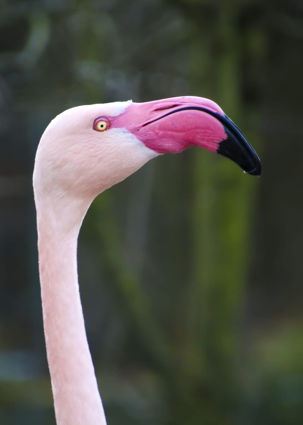 pink flamingo preview