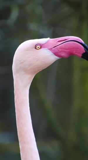 pink flamingo thumbnail