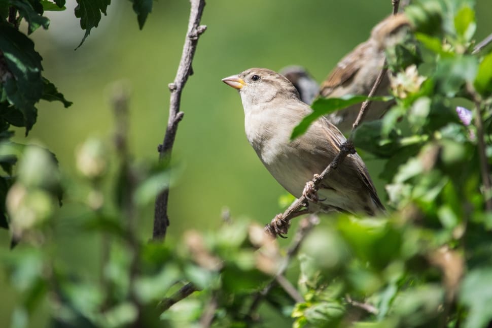 brown sparrow bird preview
