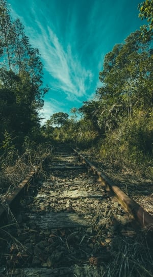 brown railroad surrounded by trees during daytime thumbnail